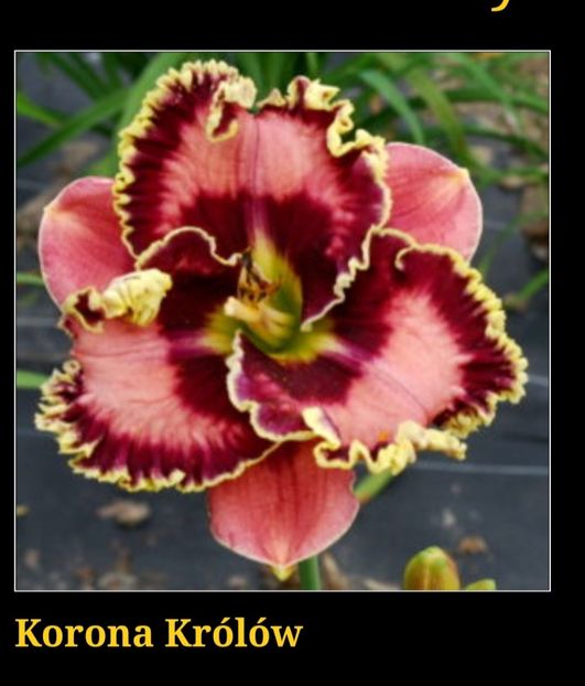  - Hemerocallis achiziții