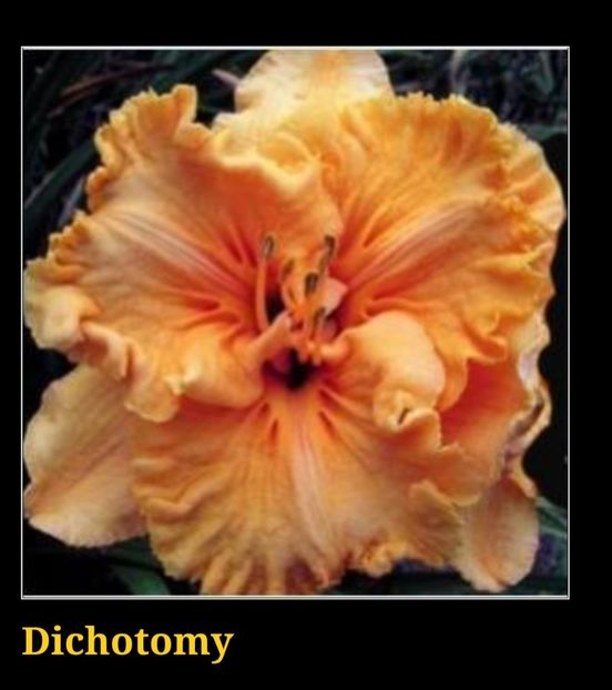  - Hemerocallis achiziții