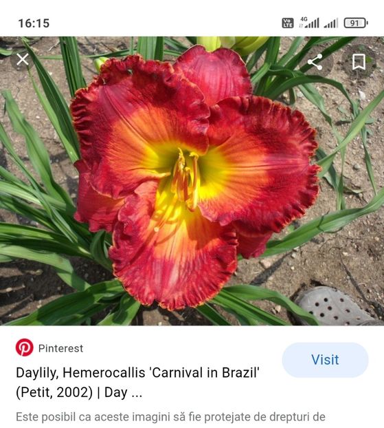  - Hemerocallis achiziții