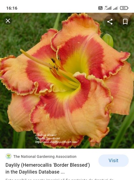  - Hemerocallis achiziții