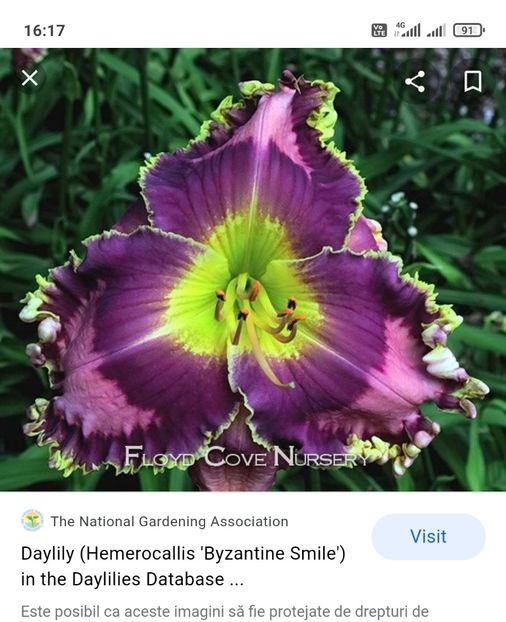  - Hemerocallis achiziții