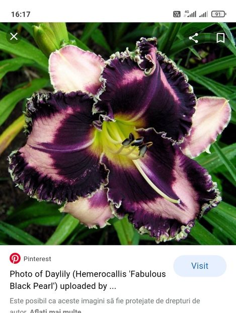  - Hemerocallis achiziții