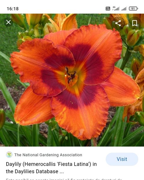  - Hemerocallis achiziții