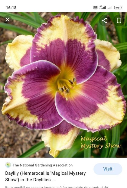  - Hemerocallis achiziții