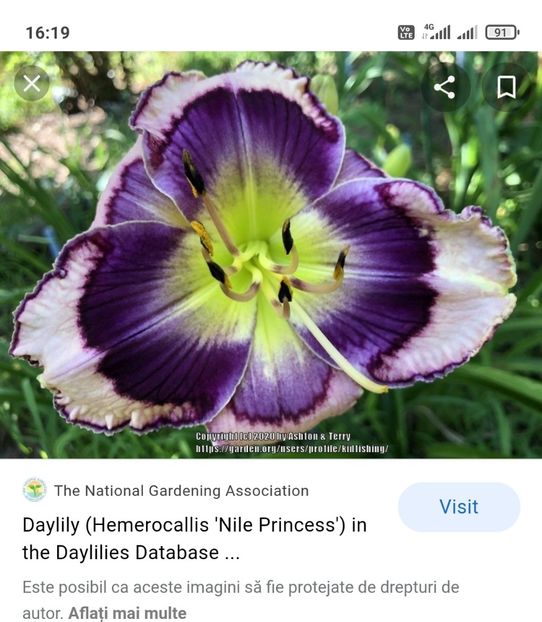  - Hemerocallis achiziții