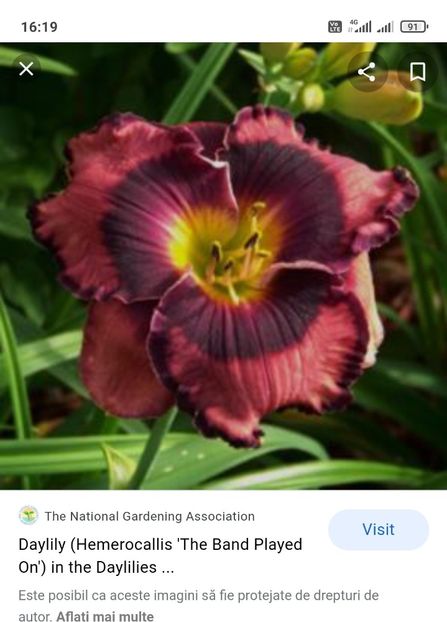  - Hemerocallis achiziții