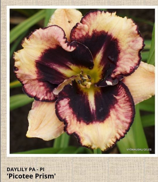  - Hemerocallis achiziții