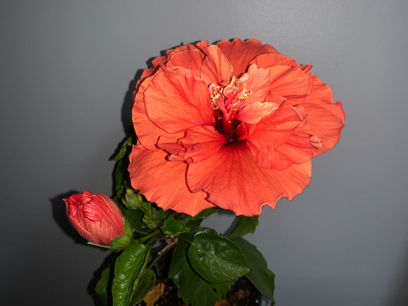  - Plante de interior 2021