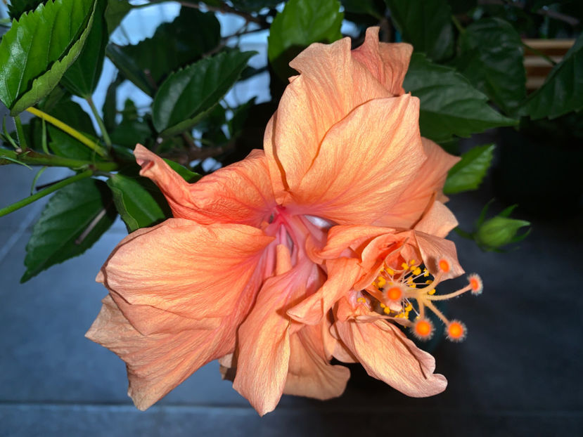  - Plante de interior 2021