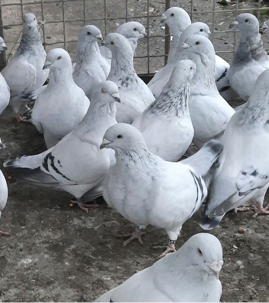 Screenshot_20211015-163851_Gallery - Păsările mele