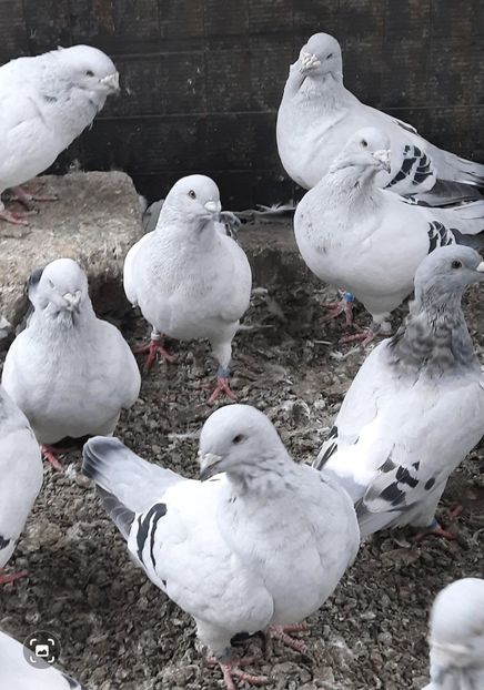 Screenshot_20211015-122024_Gallery - Păsările mele