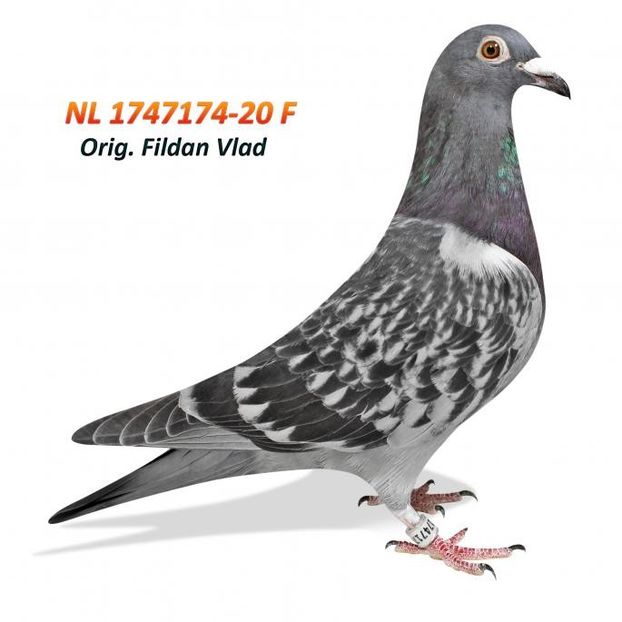 NL 1747174-20 Fx - Fildan Bomba