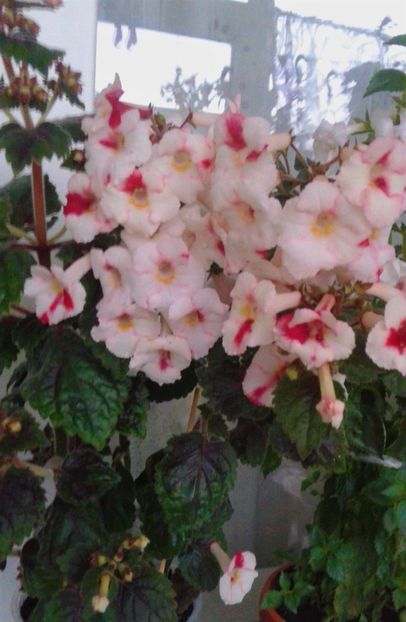 20211016_085009-1 - 000013 ACHIMENES