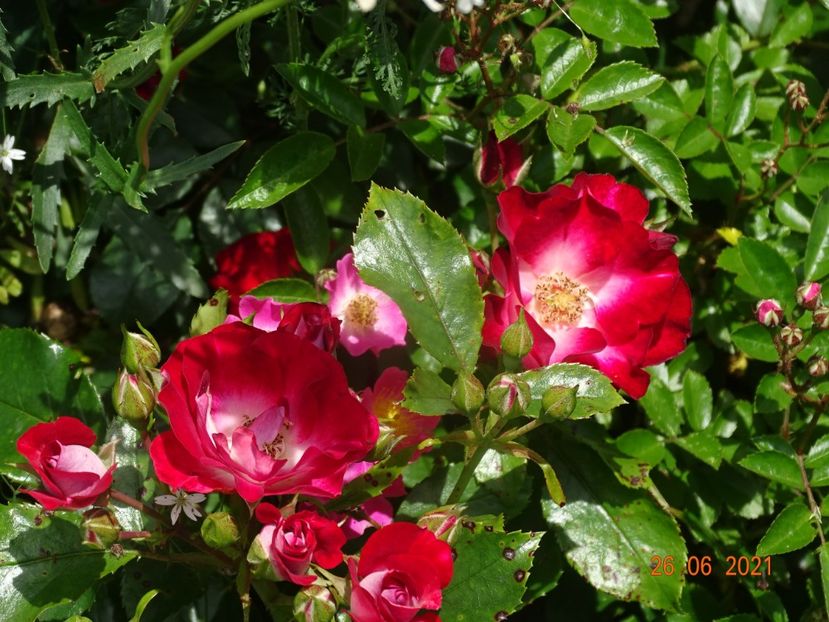  - Trandafiri 2021