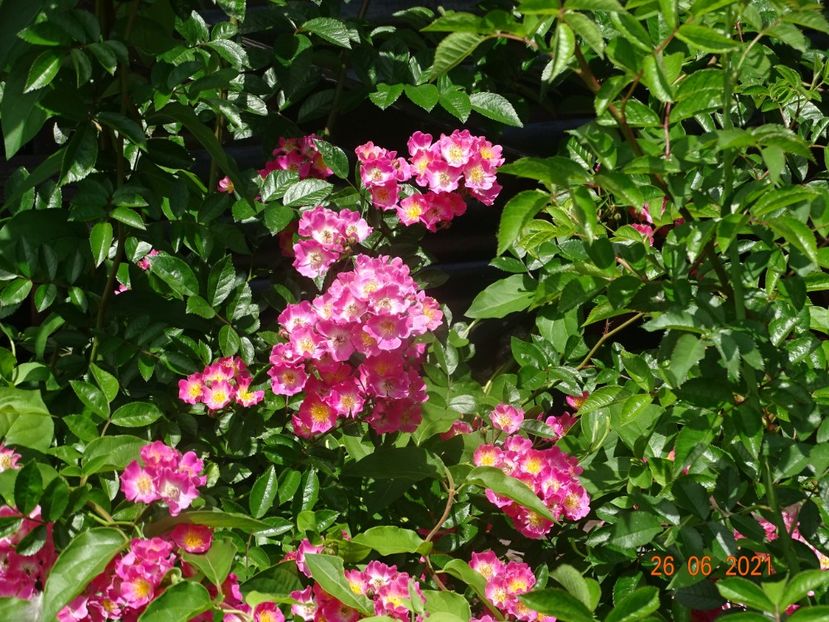  - Trandafiri 2021