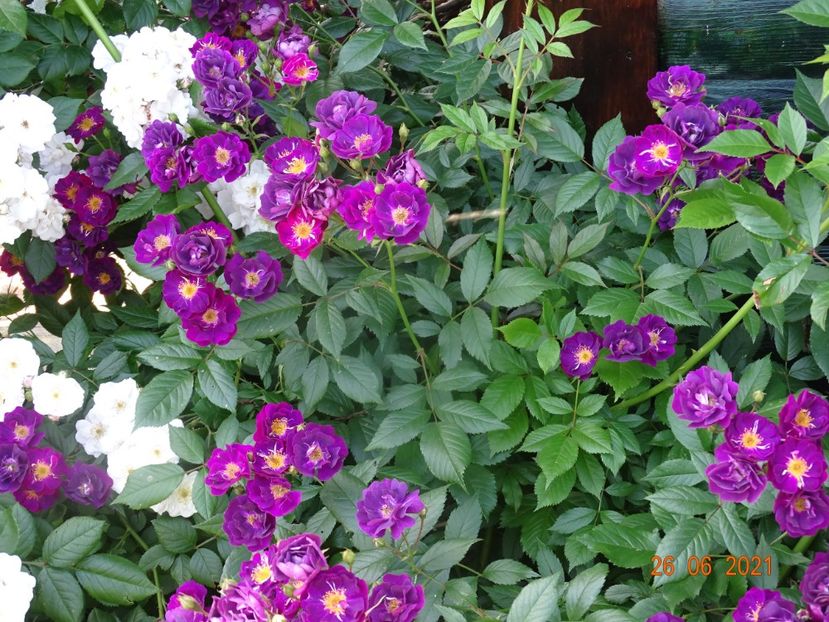  - Trandafiri 2021