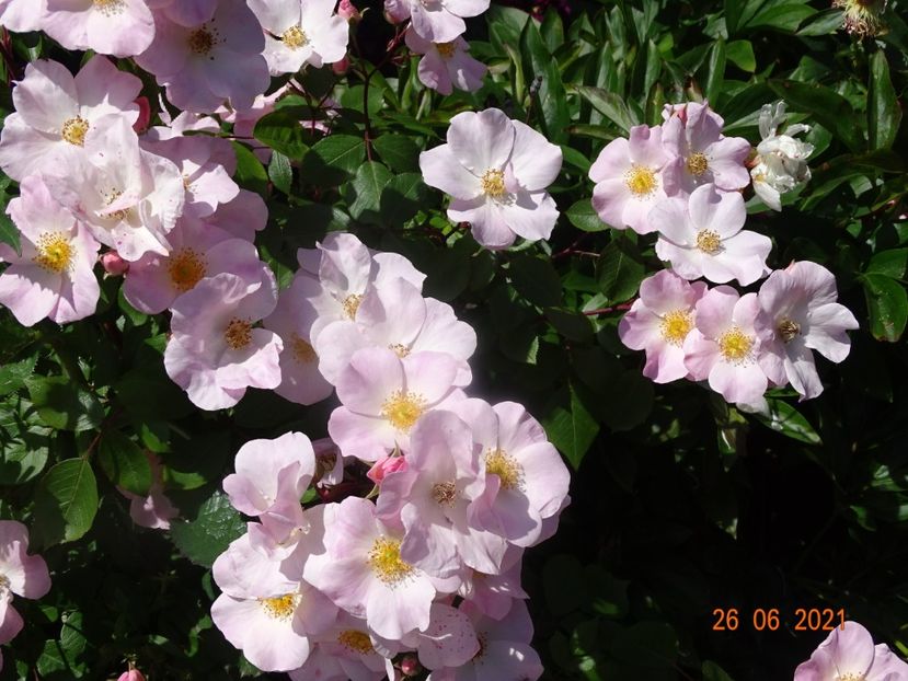  - Trandafiri 2021