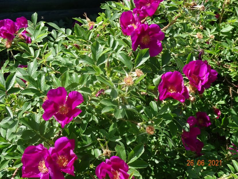  - Trandafiri 2021