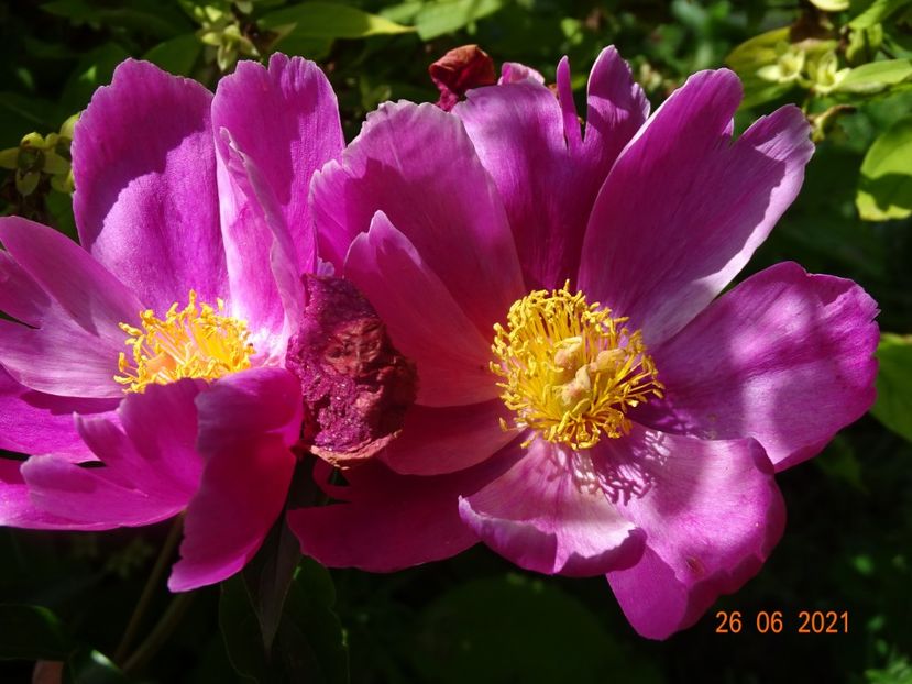  - Irisi si bujori 2021