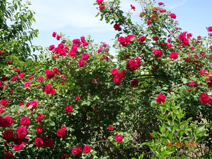  - Trandafiri 2021