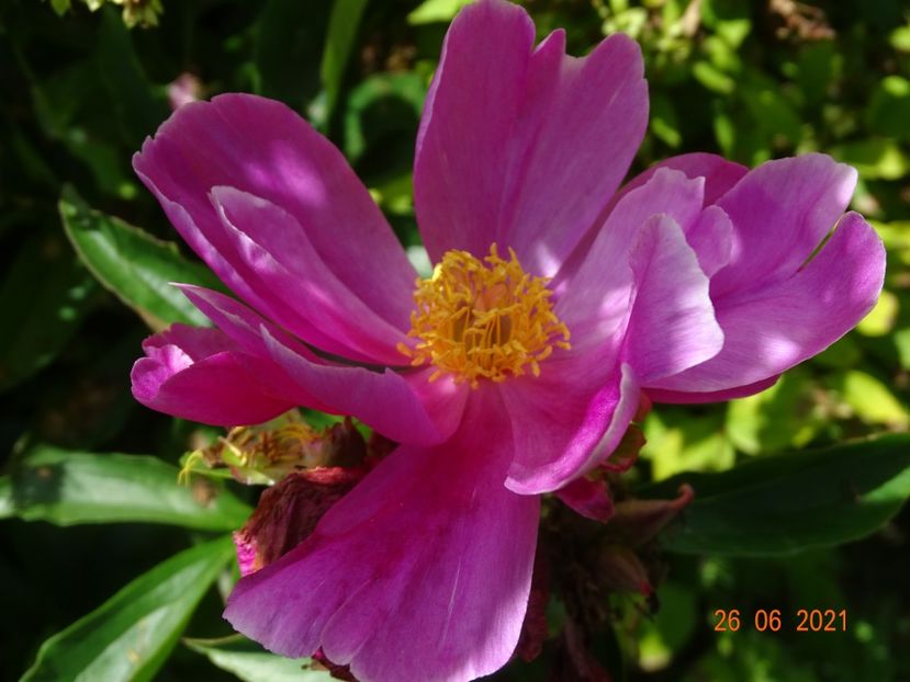  - Irisi si bujori 2021