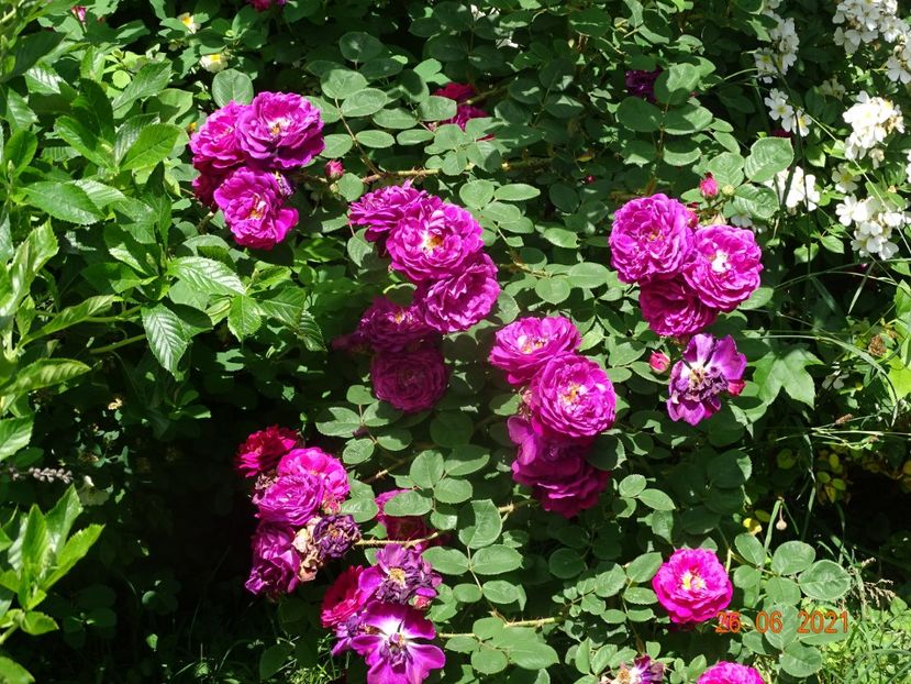  - Trandafiri 2021