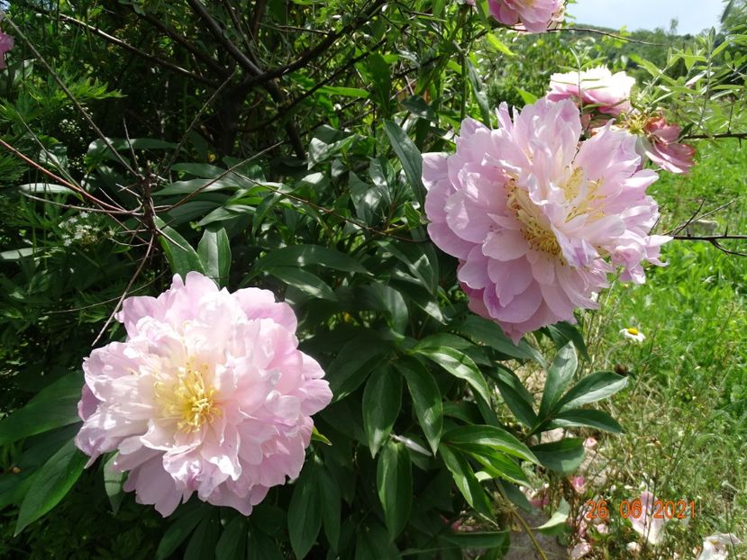  - Irisi si bujori 2021