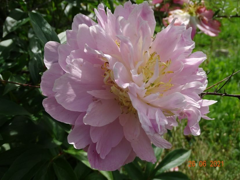  - Irisi si bujori 2021