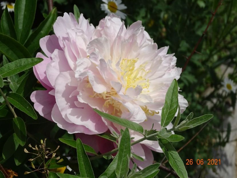  - Irisi si bujori 2021