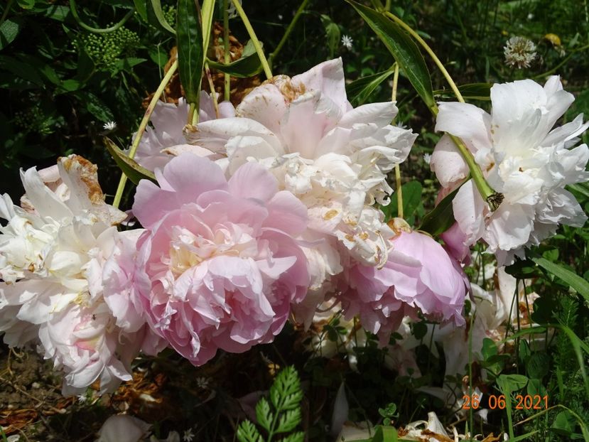  - Irisi si bujori 2021