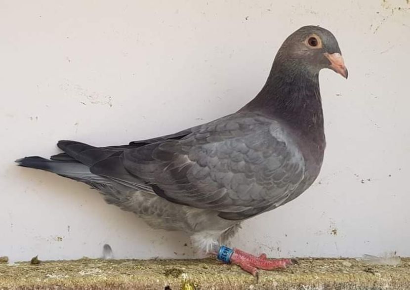  - Nu îmi aparțin 3