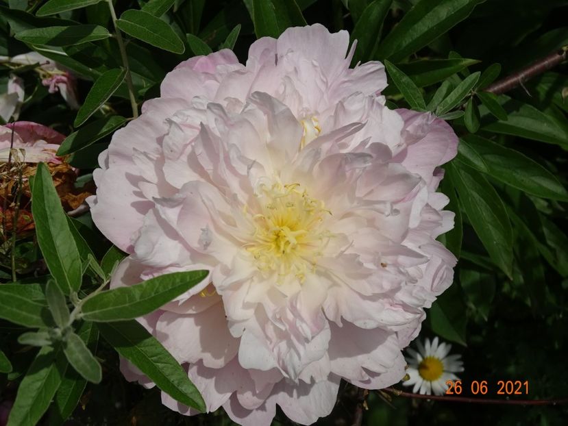  - Irisi si bujori 2021