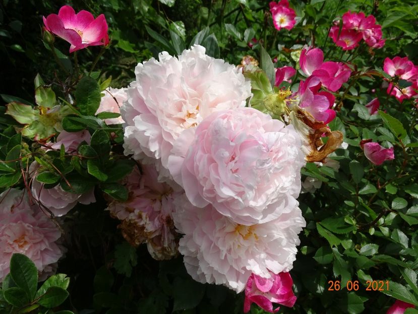  - Irisi si bujori 2021