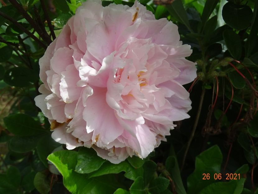  - Irisi si bujori 2021