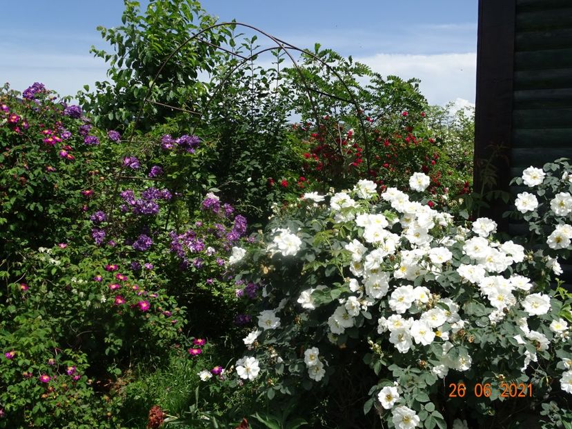  - Trandafiri 2021