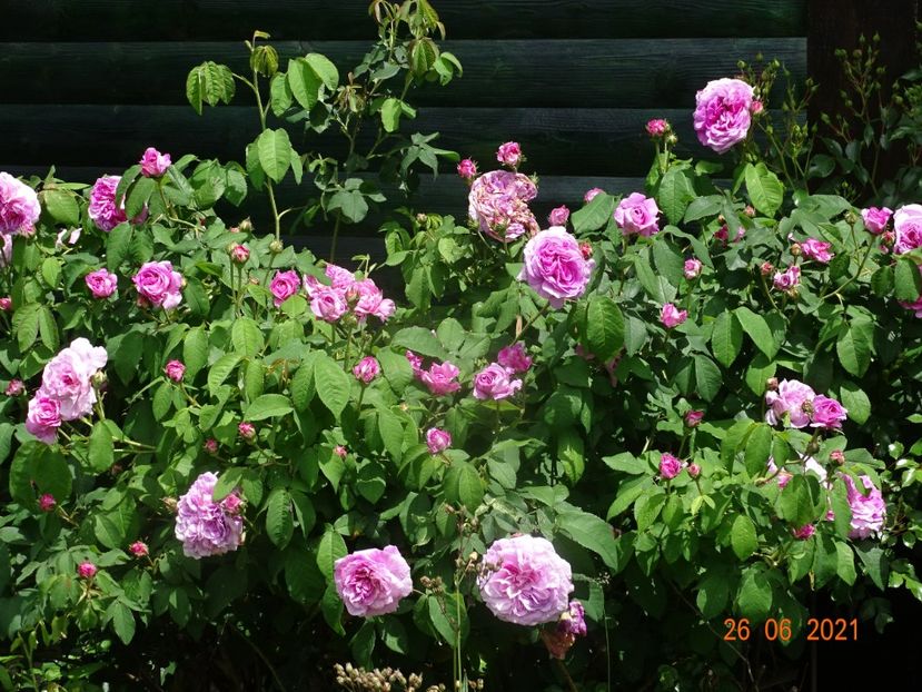  - Trandafiri 2021