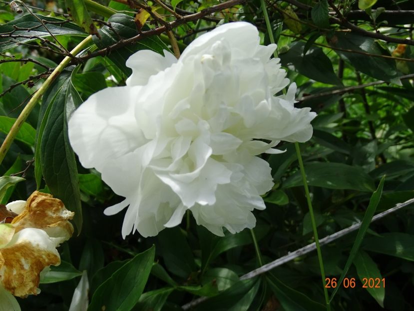  - Irisi si bujori 2021