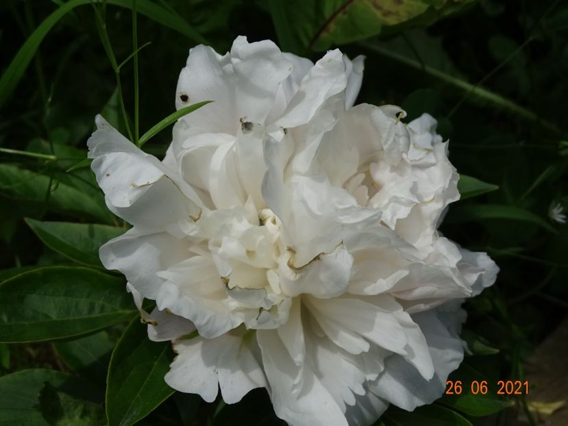  - Irisi si bujori 2021