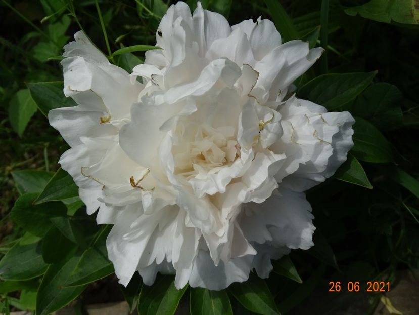  - Irisi si bujori 2021