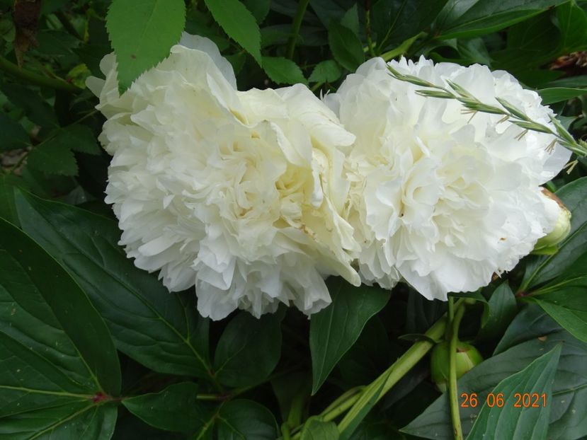  - Irisi si bujori 2021