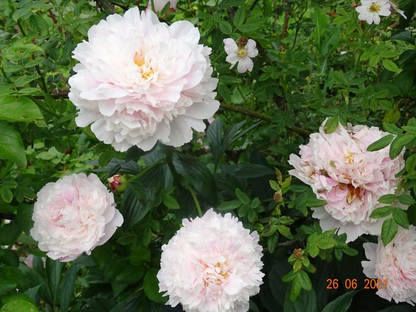  - Irisi si bujori 2021