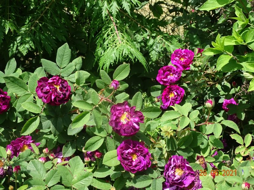  - Trandafiri 2021