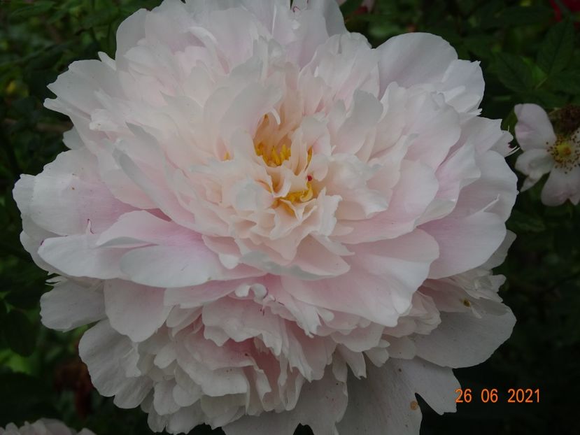  - Irisi si bujori 2021