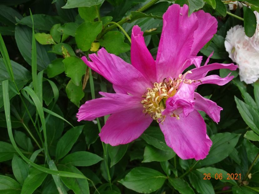  - Irisi si bujori 2021