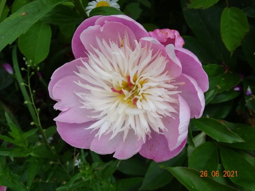  - Irisi si bujori 2021