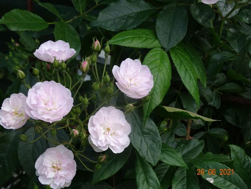  - Trandafiri 2021