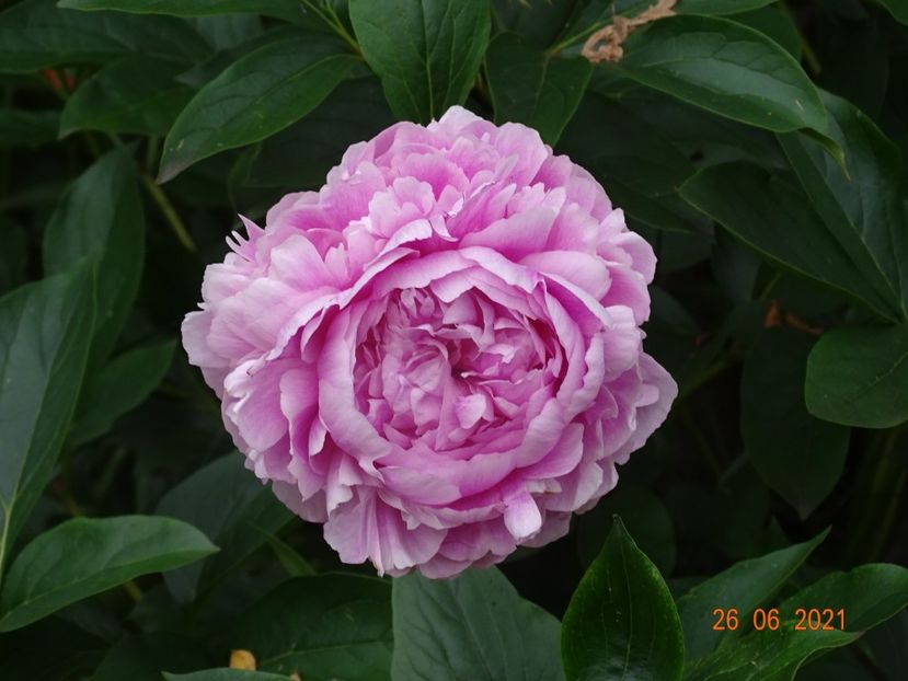  - Irisi si bujori 2021