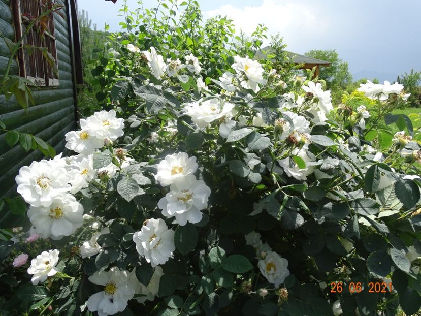  - Trandafiri 2021