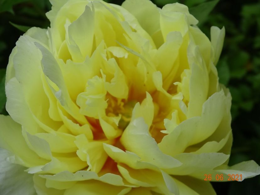  - Irisi si bujori 2021