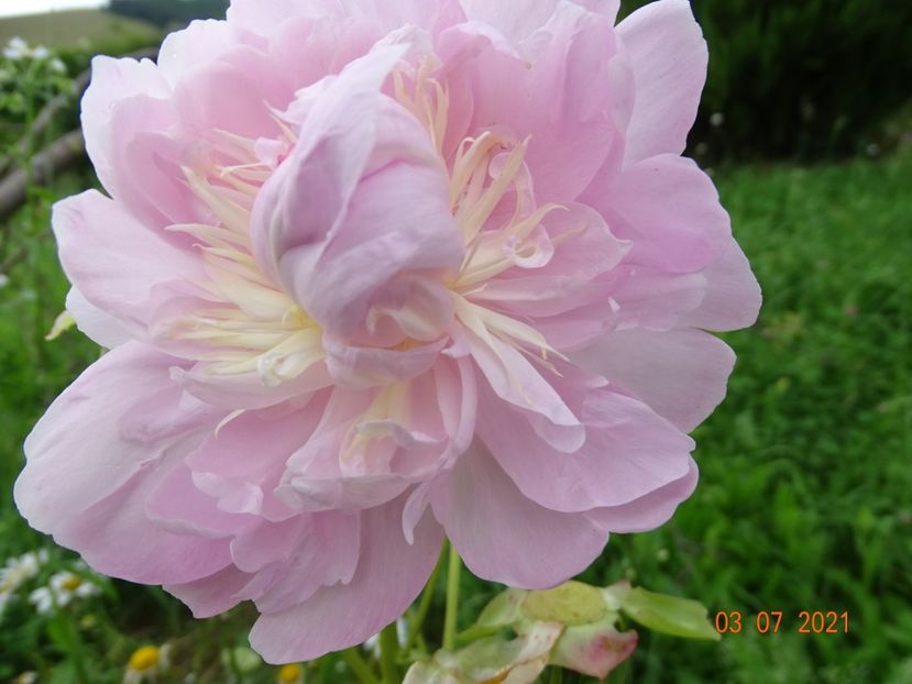  - Irisi si bujori 2021